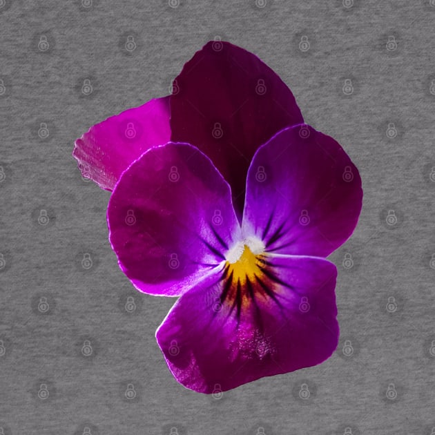 Purple Violet Flower Photo by ellenhenryart